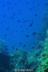 damselfishes at reef by Erdal Altın 
